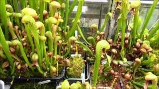 Darlingtonia House  July 17th 2015 [upl. by Lorn]