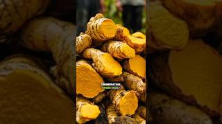 What are the key characteristics of plants in the Zingiberaceae Ginger Family [upl. by Eniledgam]