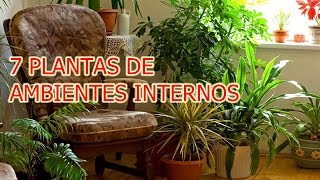 7 PLANTAS PARA AMBIENTES INTERNOS [upl. by Rozella]