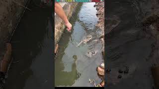 Machhali fishing Kanta 😱shortvideo trendingshorts virslshorts [upl. by Lacefield583]