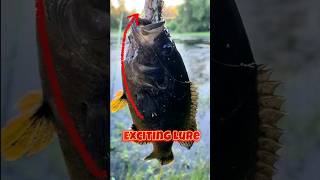 How To Make Panfishing More FUN panfish frog temu [upl. by Caro774]