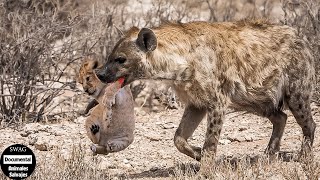 La Hiena Se Come Brutalmente Al Cachorro De León Para Vengar A La Leona  Animales Salvajes [upl. by Ennasil673]