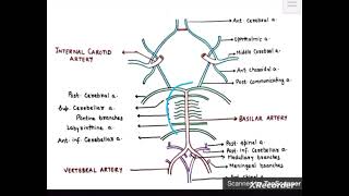 Blood Supply Of Brain Neuroanatomy University Exam Quick Revision [upl. by Kelsi]