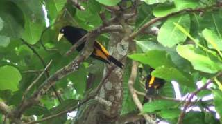 Yellowrumped cacique [upl. by Aire643]