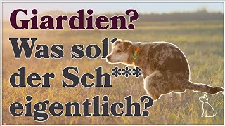 Giardien beim WELPEN ► Giardien Symptome und Giardien Behandlung ► WAS mache ich WENN [upl. by Accalia612]