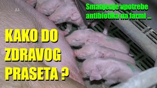 KAKO DO ZDRAVOG PRASETA  šta UMESTO ANTIBIOTIKA trikovi na FARMI odgoj PRASADI  dezinfekcija [upl. by Weihs]