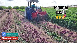 PRODUÇÃO DA BATATA DOCE CAMPINA VERMELHA NA FITA DE GOTEJAMENTO COM ESPAÇAMENTO DE 30 CM [upl. by Acissaj264]