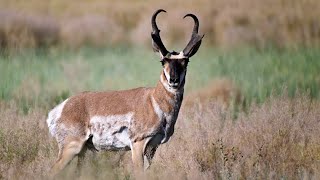 Field Judging Pronghorn Antelope  Buck 23 [upl. by Natsyrt]