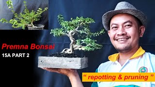 Premna Microphylla Bonsai styling and care Part 2 Repotting And Pruning [upl. by Lana318]