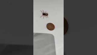 Woodlouse spider hunts woodlice [upl. by Lac319]