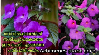 Achimenes longiflora plant care in summer seasonAchimenes malayalamHow to make a healthy seedling [upl. by Oria744]