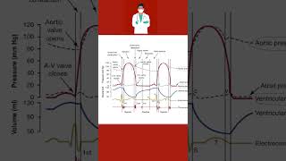 Dikrotik çentik nedir nasıl oluşur   How dicrotic notch occurs [upl. by Llenoil]