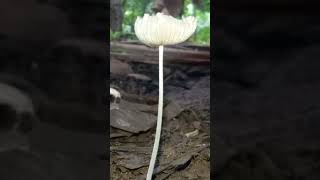 Beautiful Coprinopsis lagopus mushroom fungi mushroom [upl. by Kcirddahc]