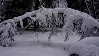 Winterwald im Erzgebirge [upl. by Grannias271]