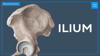 Anatomy of the ilium  Quick Anatomy  Kenhub [upl. by Sanfo505]