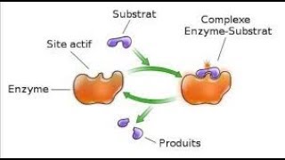 Rôle et mode daction des enzymes [upl. by Noah]