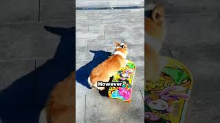 Corgis Skateboarding Skills [upl. by Acira]