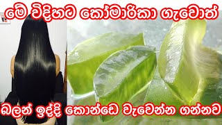 Your hair will grow rapidly if aloe vera is applied like this sinhala  ikmanin konde wawena krama [upl. by Saberhagen]