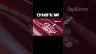 Respiratory systemRespiratory pathway [upl. by Wolgast]