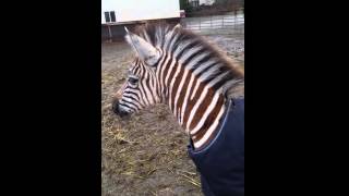 What does a zebra sound like  baby zebra calling out  animal sounds [upl. by Oniuqa]