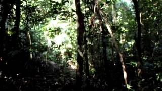 Palenque Jungle Howler Monkeys [upl. by Akimaj]