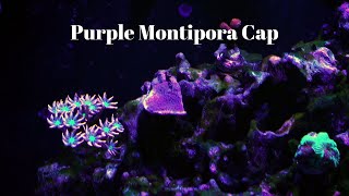 Purple Montipora Cap  Care Tips [upl. by Ailey]