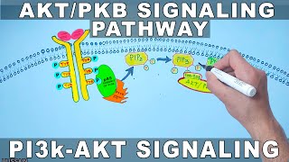 AKTPKB Signaling Pathway  PI3k Signaling [upl. by Monto333]