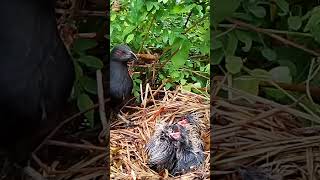 Greater coucal Birds look outside the nest as a risk [upl. by Aij512]