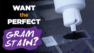 How to prepare the perfect Gram stain  Gram staining procedure [upl. by Noteloc]