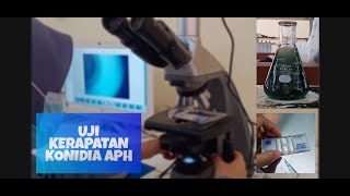 UJI KERAPATAN KONIDIUM AGEN PENGENDALI HAYATI  APH [upl. by Anura]