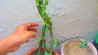 Hadjod Medicinal Plant  How To Grow amp Use [upl. by Aciretal]