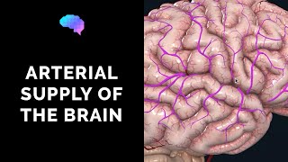 Blood Supply to the Brain 3D Anatomy Tutorial  UKMLA  CPSA [upl. by Elyssa]