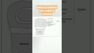 NÚCLEOS DE CRECIMIENTO ÓSEO O CENTROS DE OSIFICACIÓN [upl. by Romaine]