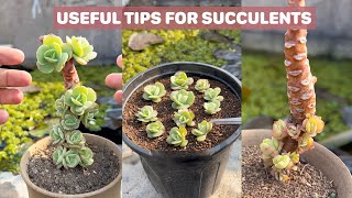 Useful tips for succulents  多肉植物 다육이들  Suculentas [upl. by Aikyn870]