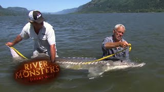 One Of Jeremy Wades Largest And Heaviest Catches Ever  STURGEON  River Monsters [upl. by Gilberto]