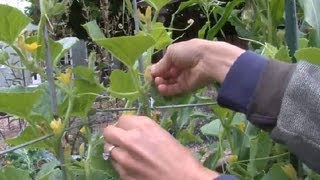 How to Stake Cucumbers  Cucumber Gardening [upl. by Eemaj]