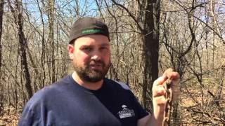 How to get rid of buckthorn [upl. by Rodama814]