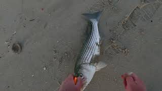 Striped Bass on a RM Smith  Sunset Metal Lip Swimmer [upl. by Ardekahs]