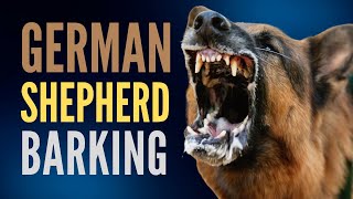 20 Minutes Of Non Stop German Shepherd Barking Aggressive German Shepherd Dog Bark Compilation [upl. by Animor378]