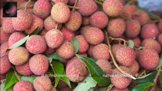 The Ultimate Guide to Lychee [upl. by Towers596]