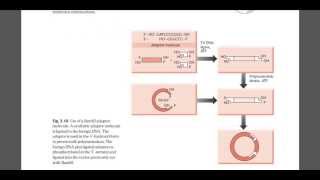 Role of linker and adaper DNA [upl. by Meekah]