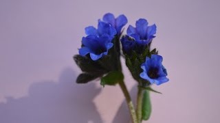 PULMONARIA Pulmonaria officinalis Plantas medicinales [upl. by Cutcheon]