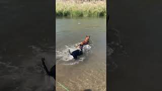 Neo in the crooked river Prineville Oregon 2024 doglife dogsoftiktok [upl. by Alegre]