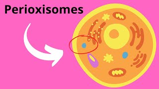 Peroxisomes Structure and Function [upl. by Kenwood]