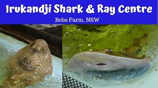 Irukandji Shark and Ray Centre Bobs Farm NSW [upl. by Means]