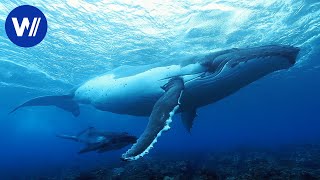 Caresser les baleines  Documentaire sur les merveilles de la nature entre ciel et mer 25 [upl. by Albertson]