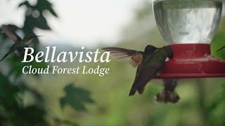 Bellavista Cloud Forest Lodge Ecuador [upl. by Anaiad314]