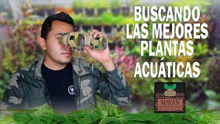 Buscando PLANTAS ACUÁTICAS para ACUARIOS ESTANQUES TERRARIOS O PALUDARIOS [upl. by Eicram207]