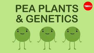 How Mendels pea plants helped us understand genetics  Hortensia Jiménez Díaz [upl. by Neira736]