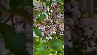 Indian Beech Tree Millettia pinnata Rare Live Plant seed2plant 🌱 [upl. by Arais]